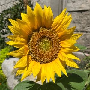 Meet your Posher, Suzy